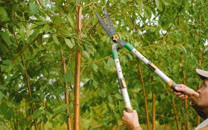 Tree trimming in Olympic Valley, CA